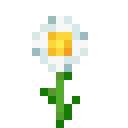 Oxeye Daisy