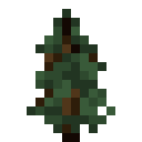 Spruce Sapling